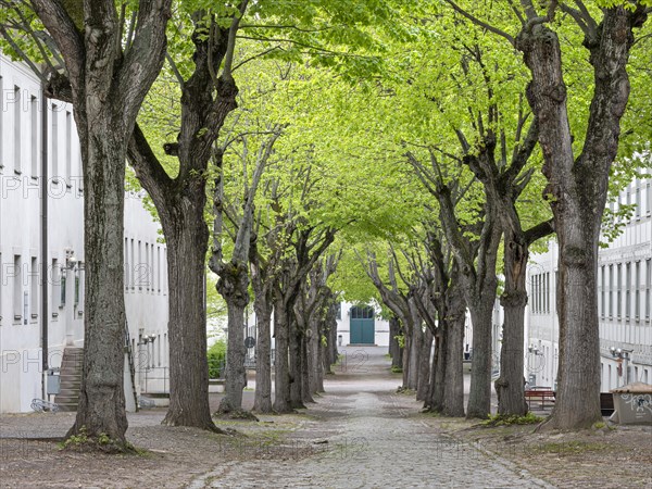 Linden-Allee in the Francke Foundations, Halle an der Saale, Saxony-Anhalt, Germany, Europe