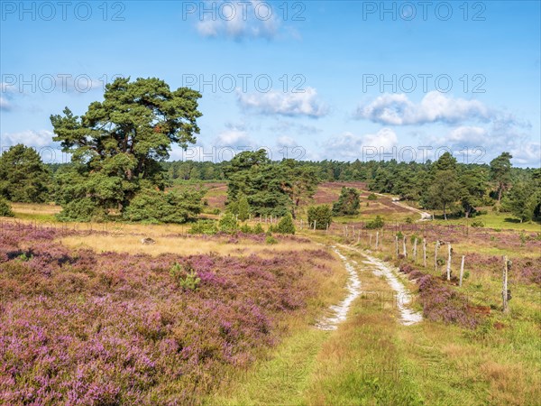 Typical heath landscape with hiking trail and flowering heather, Lueneburg Heath, Lower Saxony, Germany, Europe