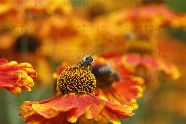 Sneezeweed (Helenium) with honey bee (Apis mellifera), North Rhine-Westphalia, Germany, Europe