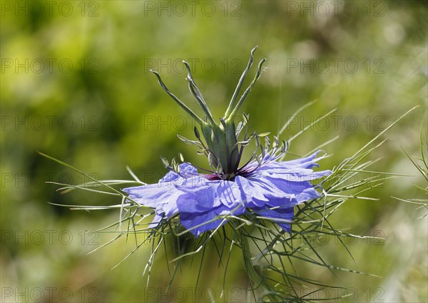 Genuine black cumin (Nigella sativa), North Rhine-Westphalia, Germany, Europe