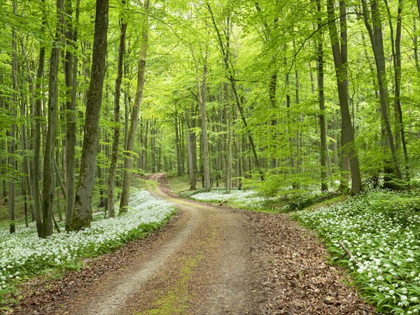 Hiking trail through the ramson (Allium ursinum) in the beech forest, Hainich National Park, Bad Langensalza, Thuringia, Germany, Europe