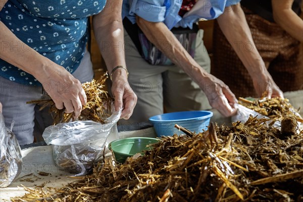 San Pablo Huitzo, Oaxaca, Mexico, Porfirio and Gabriela Morales grow oyster mushrooms in rural Oaxaca. Visitors, who are learning about mushroom farming, pack the growing medium and mushroom spawn in bags where the mushrooms will grow, Central America