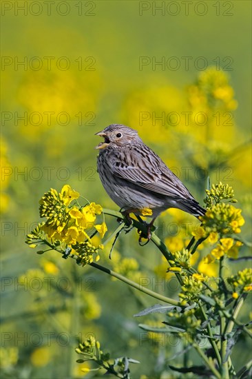 Corn bunting (Emberiza calandra) singing in yellow rape field, rapefield flowering in spring