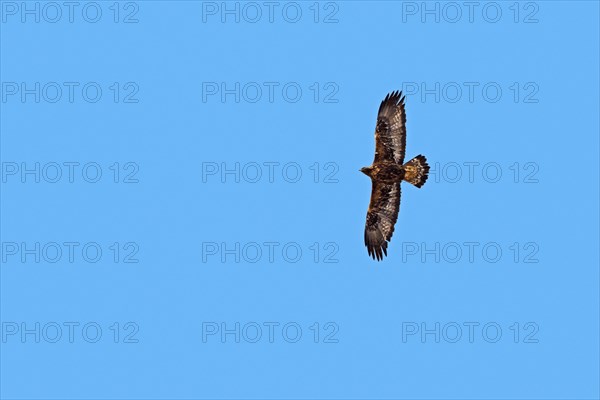 European golden eagle (Aquila chrysaetos chrysaetos) juvenile in flight against blue sky in winter