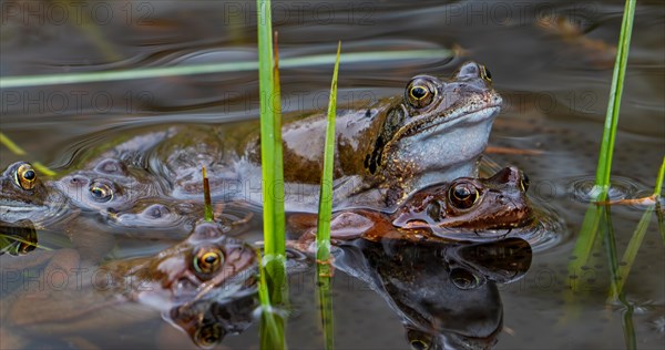 European common frogs, brown frog and grass frog pair (Rana temporaria) in amplexus gathering in pond during the spawning, breeding season in spring
