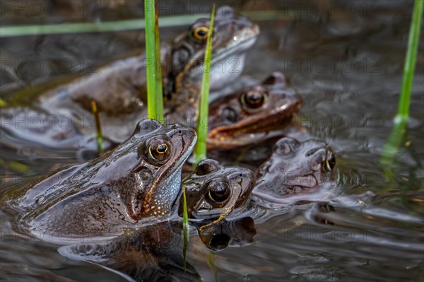 European common brown frogs and grass frog pairs (Rana temporaria) in amplexus gathering among frogspawn in pond in spawning, mating season in spring
