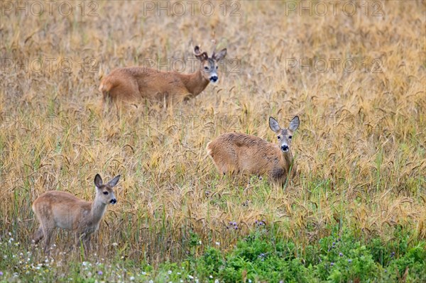 European roe deer (Capreolus capreolus) doe, fawn and buck with deformed antler during the rut in wheat field in summer