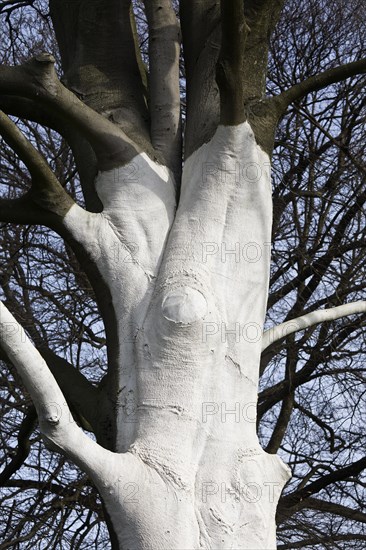 Tree with white colour as protection against extreme temperature fluctuations caused by solar radiation and frost, Wuppertal, North Rhine-Westphalia, Germany, Europe