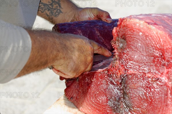 Fish sale at the harbour, Marseille, A person prepares a large fish for processing, Marseille, Departement Bouches du Rhone, Region Provence Alpes Cote d'Azur, France, Europe