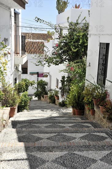 Solabrena, A quiet, sun-drenched alleyway with white buildings and numerous plants, Andalusia, Spain, Europe