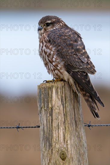 Eurasian merlin (Falco columbarius aesalon) female perched on wooden fence post along wetland in late winter