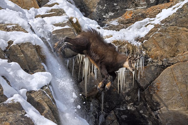 Alpine chamois (Rupicapra rupicapra) fleeing male in dark winter coat descending steep gully in snowy rock face in the mountains of the European Alps