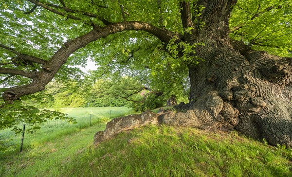 Giant gnarled old linden tree (Tilia), Thuringia, Germany, Europe