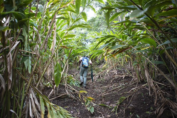 Indian man walking through a cardamom plantation, Cadamom Hills, Munnar, Kerala, India, Asia