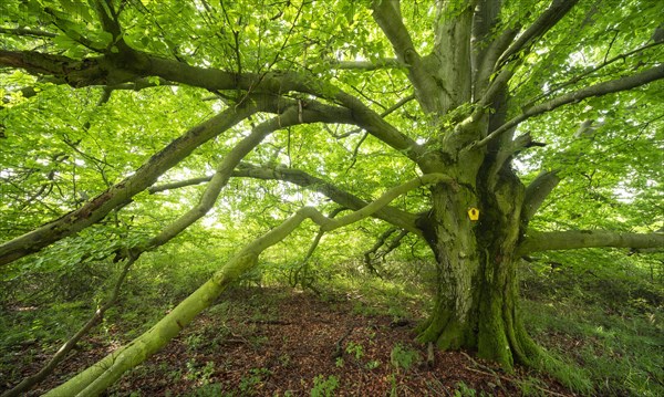 Gnarled old beech tree in a former hut forest, Rhoen, Thuringia, Germany, Europe