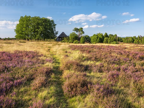 Typical heath landscape with old sheepfold, hiking trail, juniper and flowering heather, Lueneburg Heath, Lower Saxony, Germany, Europe