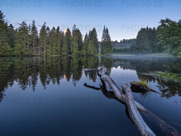 Small lake in the Thuringian Forest at dawn, tree felled by a beaver lies in the water, spruce forest reflected, Thuringia, Germany, Europe