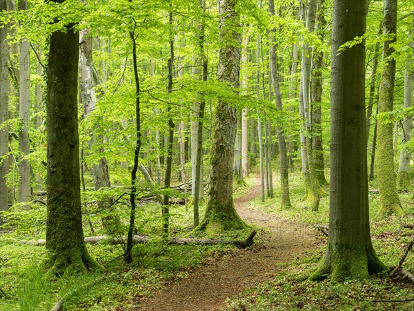 Hiking trail through beech forest, Hainich National Park, Bad Langensalza, Thuringia, Germany, Europe