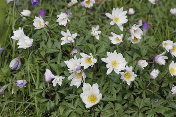 Wood anemone (Anemonoides nemorosa) (syn.: Anemone nemorosa), flowers and buds, North Rhine-Westphalia, Germany, Europe