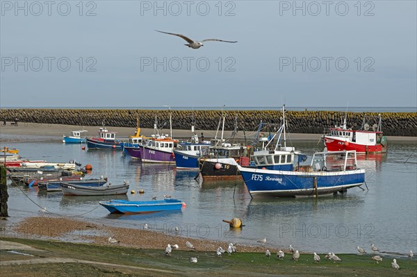 Flying seagull, boats, boat harbour, Folkestone, Kent, Great Britain