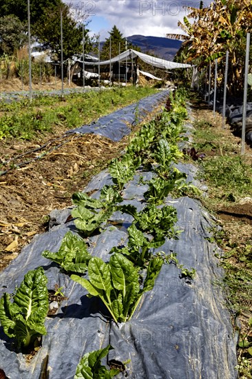 San Pablo Huitzo, Oaxaca, Mexico, Farmers are part of a cooperative that uses agroecological principles. They avoid pesticides and other chemicals, and recycle nutrients through the use of organic fertilizers, Central America