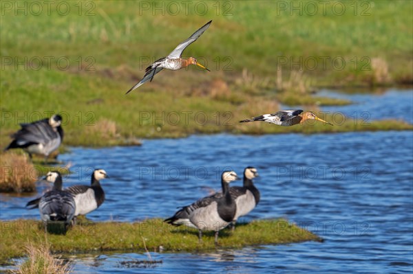 Two black-tailed godwits (Limosa limosa) in breeding plumage landing over flock of barnacle geese (Branta leucopsis) in meadow in late winter, spring