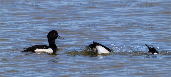 Tufted duck, tufted pochard (Aythya fuligula, Anas fuligula) adult male in breeding plumage swimming in lake. Digital composite of diving stages