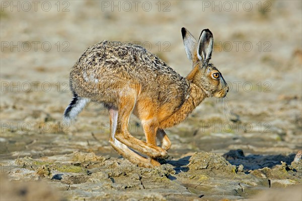 European brown hare (Lepus europaeus) running, fleeing over farmland, field in spring