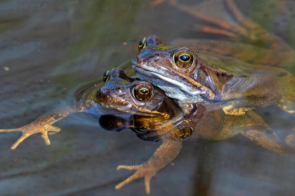 European common frog pair, brown frog, grass frog (Rana temporaria) male and female in amplexus in pond during spawning, breeding season in spring