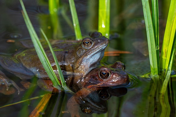 European common frog pair, brown frogs, grass frog (Rana temporaria) male and female in amplexus in pond during spawning, breeding season in spring