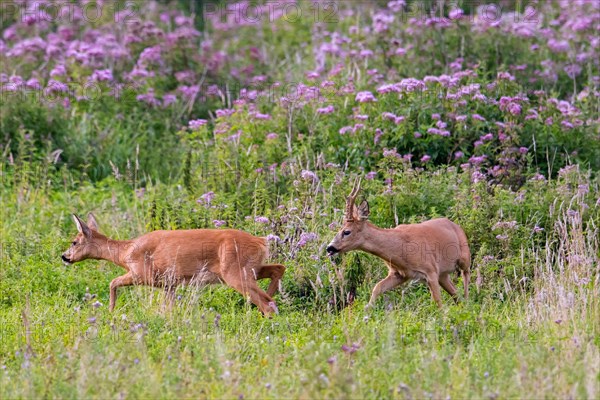 European roe deer (Capreolus capreolus) buck chasing doe in heat before mating in meadow during the rut in summer
