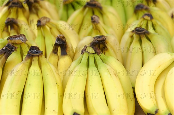 Marseille market, A close-up of a bunch of ripe yellow bananas, Marseille, Departement Bouches-du-Rhone, Provence-Alpes-Cote d'Azur region, France, Europe
