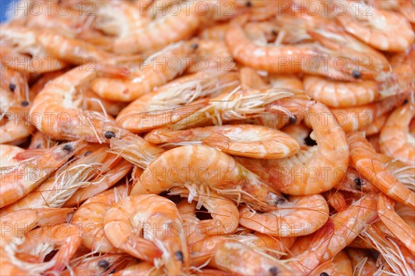 Fish sale at the harbour, A pile of orange shrimps at a seafood market, Marseille, Departement Bouches-du-Rhone, Region Provence-Alpes-Cote d'Azur, France, Europe