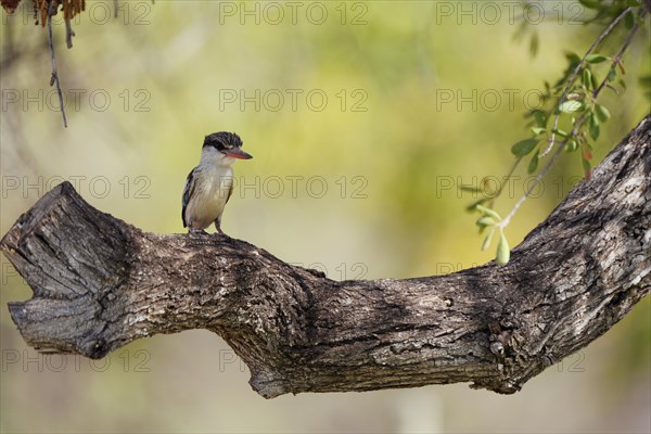 Striped fleece, South Africa, Limpopo, Africa