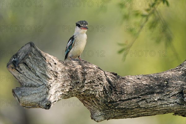 Striped fleece, South Africa, Limpopo, Africa