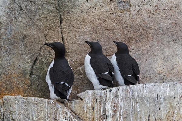 Three thick-billed murres, Bruennich's guillemots (Uria lomvia) on rock ledge in sea cliff at seabird colony, Alkefjellet on Svalbard, Spitsbergen