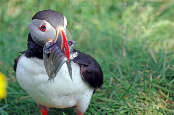 Puffin with sand eels in its beak, Borgafjoerdur Eystri, Iceland, Europe