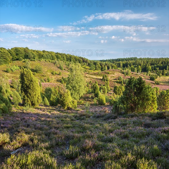 Typical heath landscape in the Totengrund near Wilsede with juniper and flowering heather, Lueneburg Heath, Lower Saxony, Germany, Europe