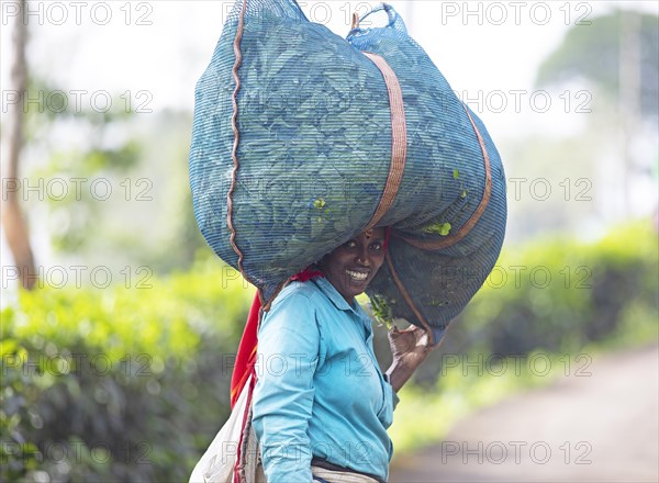 Indian tea picker carrying a big bag of tea leaves on her head, Munnar, Kerala, India, Asia