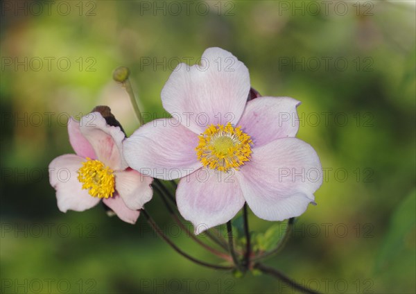 Chinese anemone (Anemone hupehensis), North Rhine-Westphalia, Germany, Europe