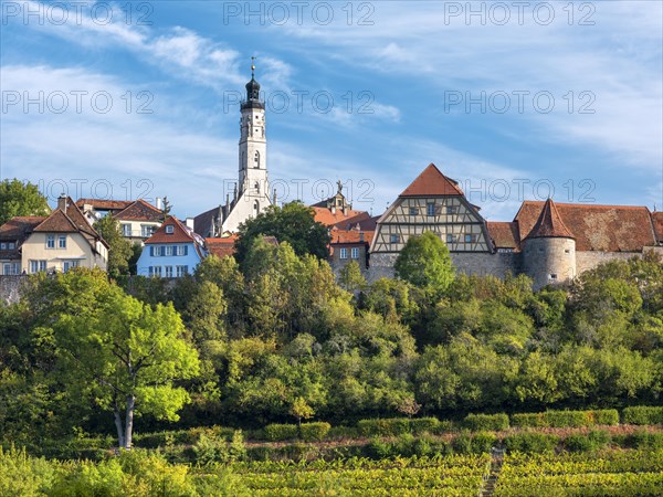 View of the historic old town with town wall, town hall tower and vineyard, Rothenburg ob der Tauber, Middle Franconia, Bavaria, Germany, Europe