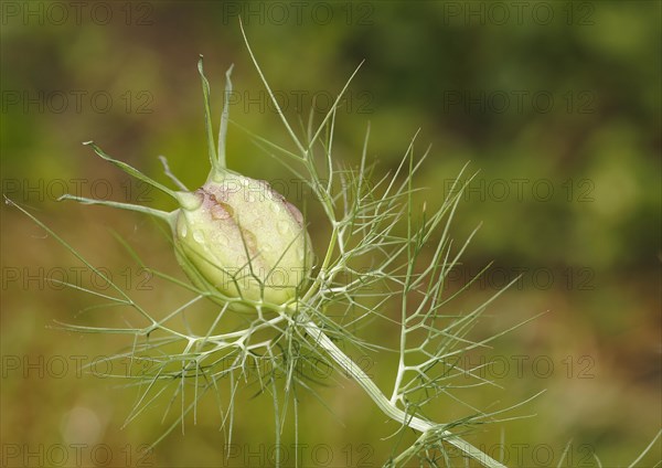 Black cumin (Nigella sativa) buttons with water droplets, North Rhine-Westphalia, Germany, Europe