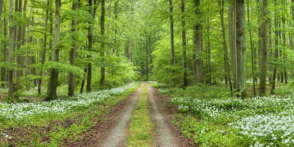 Panorama, hiking trail through the ramson (Allium ursinum) in the beech forest, Hainich National Park, Bad Langensalza, Thuringia, Germany, Europe