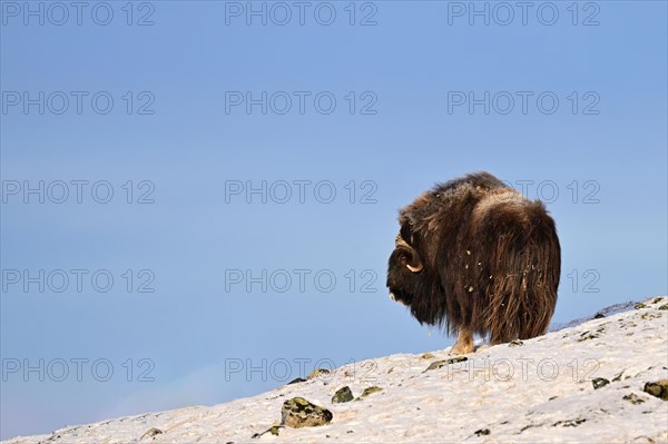 Musk ox (Ovibos moschatus) in the snow, Dovrefjell-Sunndalsfjella National Park, Norway, Europe