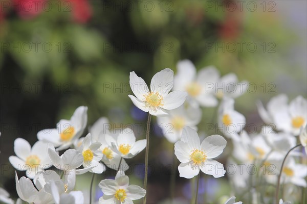 Wood anemone (Anemonoides nemorosa) (syn.: Anemone nemorosa), North Rhine-Westphalia, Germany, Europe