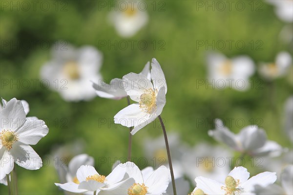 Wood anemone (Anemonoides nemorosa) (syn.: Anemone nemorosa), North Rhine-Westphalia, Germany, Europe