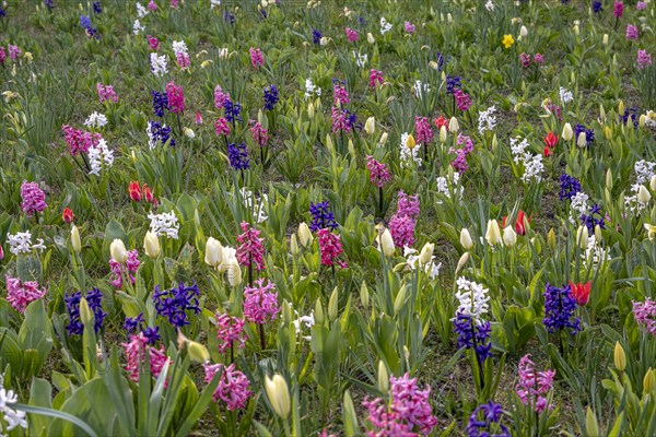 Flowerbed with hyacinths (Hyacinthus) and tulips (Tulipa), Havelberg, Saxony-Anhalt, Germany, Europe