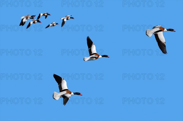 Flock of migrating common shelducks (Tadorna tadorna) in flight against blue sky