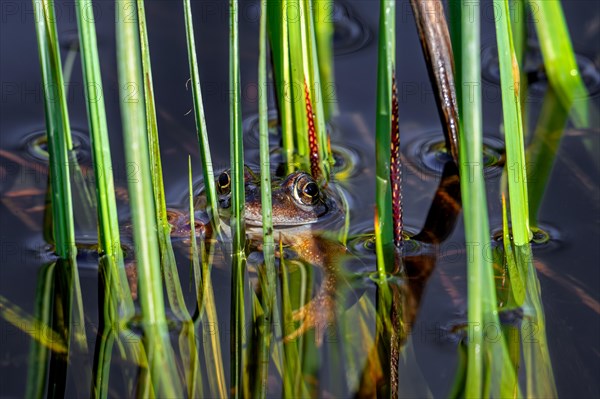 European common frog, brown frog, grass frog (Rana temporaria) floating among aquatic vegetation in pond during the breeding season in early spring