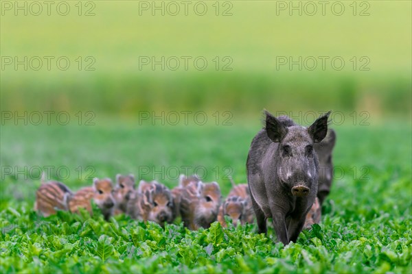 Wild boar sounder (Sus scrofa), two young sows, females with piglets traversing sugar beet field in summer